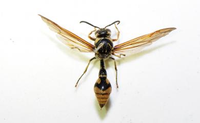 Hymenoptera 膜翅目