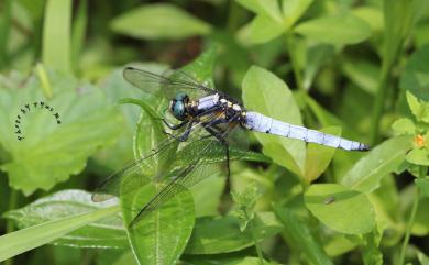 Orthetrum japonicum internum McLachlan, 1894 扶桑蜻蜓