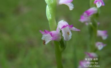 Spiranthes sinensis 綬草