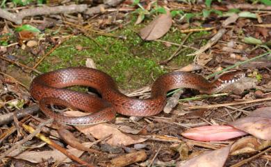 Hebius sauteri (Boulenger, 1909) 梭德氏游蛇