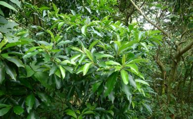 Ardisia sieboldii Miq. 樹杞