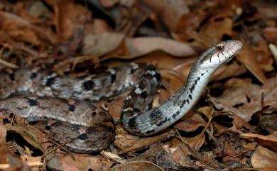 Pseudoxenodon stejnegeri Barbour, 1908 史丹吉氏斜鱗蛇