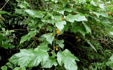 Rubus taitoensis Hayata 刺花懸鉤子