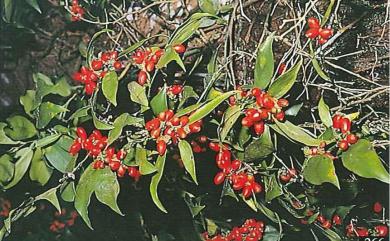 Pothos chinensis (Raf.) Merr. 柚葉藤