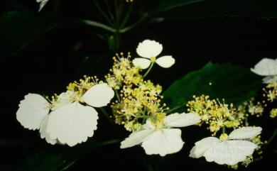 Hydrangea angustipetala Hayata 狹瓣八仙花