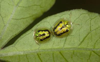 Cassida circumdata Herbst, 1790 甘藷龜金花蟲