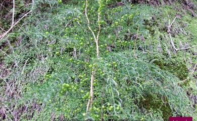 Asparagus cochinchinensis 天門冬