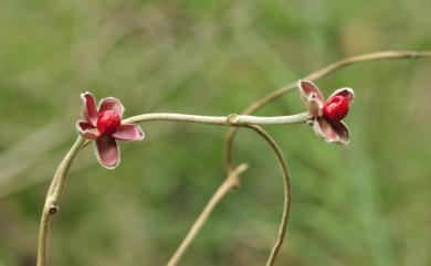 Argyreia formosana 鈍葉朝顏