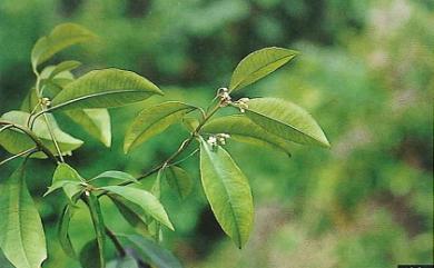 Ardisia chinensis Benth. 華紫金牛