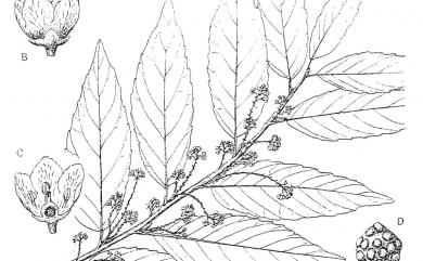 Maesa perlaria var. formosana 台灣山桂花