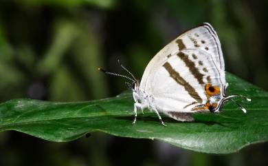 Sibataniozephyrus kuafui Hsu & Lin, 1994 夸父璀灰蝶