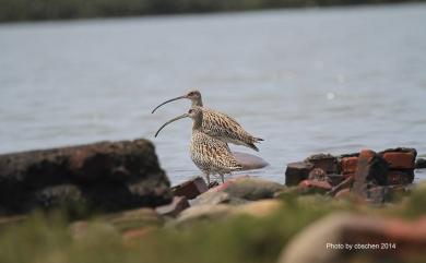 Numenius madagascariensis (Linnaeus, 1766) 黦鷸