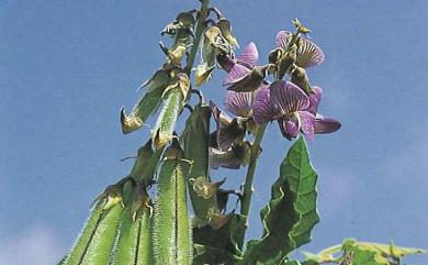 Crotalaria verrucosa L. 大葉野百合