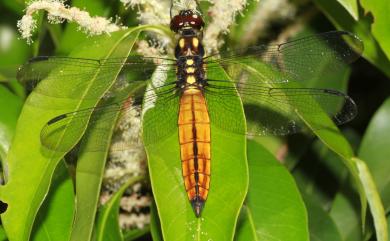 Lyriothemis flava Oguma, 1915 樹穴蜻蜓