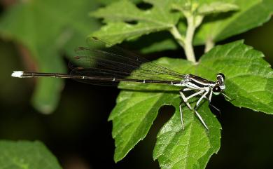 Copera ciliata (Selys, 1863) 環紋琵蟌