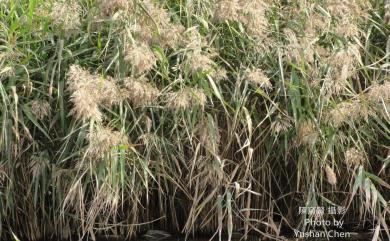 Phragmites australis 蘆葦