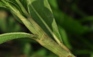 Persicaria pulchra 絨毛蓼