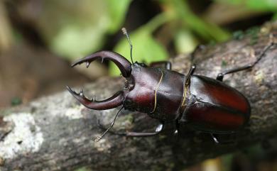 Prosopocoilus motschulskii (Waterhouse, 1869) 高砂鋸鍬形蟲