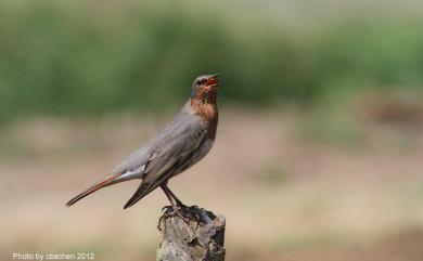 Turdus ruficollis Pallas, 1776 赤頸鶇