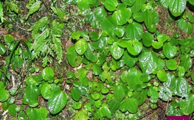 Bredia hirsuta var. rotundifolia (Yan Liu & C.H. Ou) S.F. Huang & T.C. Huang 圓葉布勒徳藤
