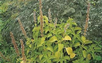 Coleus formosanus Hayata 蘭嶼小鞘蕊花