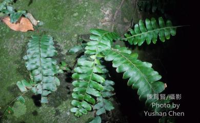 Arthropteris palisotii (Desv.) Alston 藤蕨