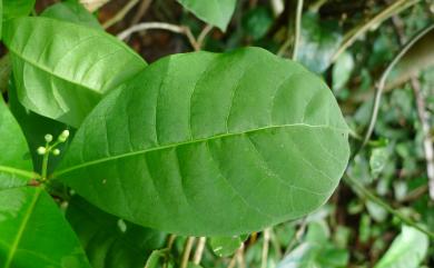 Rauvolfia tetraphylla 四葉蘿芙木