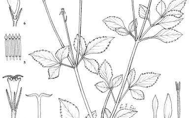 Bidens pilosa var. minor (Blume) Sherff 小白花鬼針