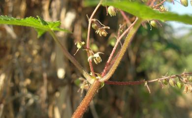 Humulus scandens (Lour.) Merr. 葎草