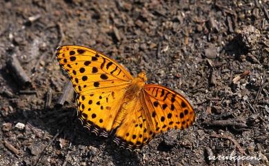 Argynnis hyperbius (Linnaeus, 1763) 斐豹蛺蝶