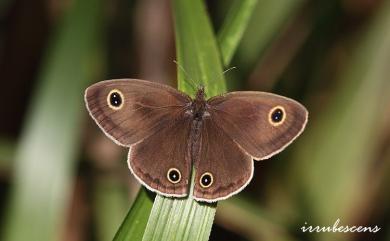 Ypthima esakii Shirôzu, 1960 江崎波眼蝶