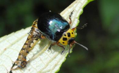 Plagiosterna maculicollis insularis (Chujo, 1958) 山桐子金花蟲