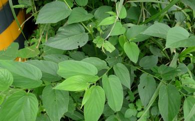 Trema tomentosa (Roxb.) H. Hara 山油麻