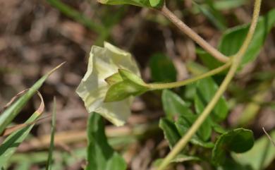 Hewittia malabarica (L.) Suresh 吊鐘藤