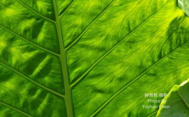 Alocasia odora (Roxb.) Spach 姑婆芋