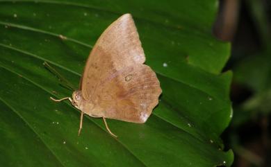 Discophora sondaica tulliana Stichel, 1905 方環蝶