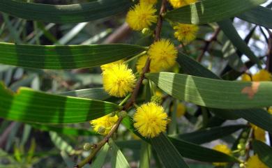 Acacia confusa 相思樹