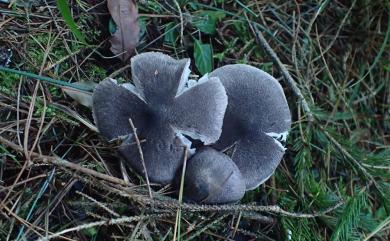 Tricholoma 口磨屬