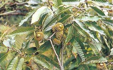 Quercus variabilis 栓皮櫟