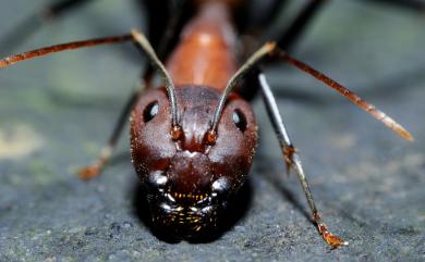 Camponotus habereri Forel, 1911 臭巨山蟻