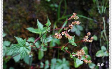 Filipendula kiraishiensis Hayata 臺灣蚊子草