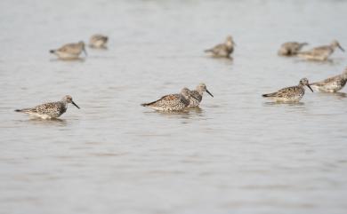 Calidris tenuirostris (Horsfield, 1821) 大濱鷸