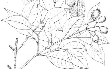 Syzygium euphlebium 細脈赤楠