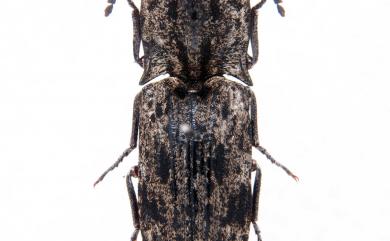 Cryptalaus berus (Candèze, 1874)