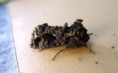 Ctenoplusia furcifera furcifera (Walker, 1857) 密紋梳夜蛾