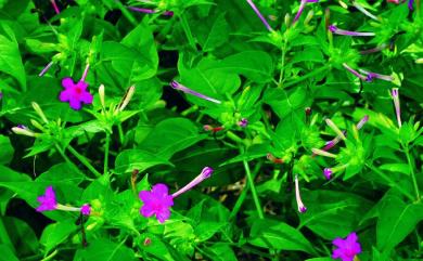 Mirabilis jalapa L. 紫茉莉