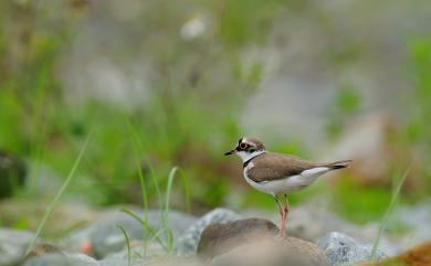 Charadrius dubius curonicus Gmelin, 1789 小環頸鴴