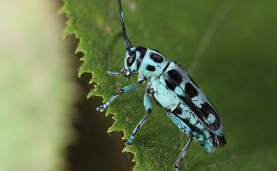 Paraglenea swinhoei Bates, 1866 黑紋蒼藍天牛