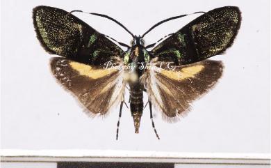 Saptha divitiosa Walker, 1864 叉紋閃舞蛾