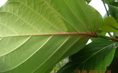 Neonauclea reticulata (Havil.) Merr. 欖仁舅